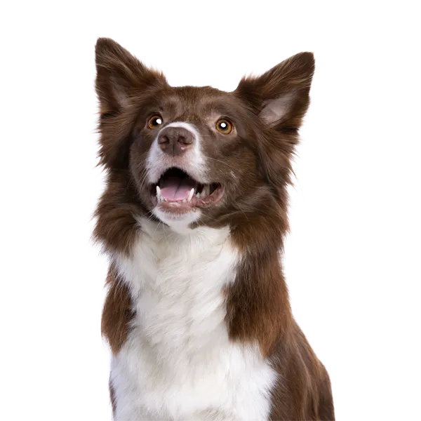 Pet Accessories Greater London